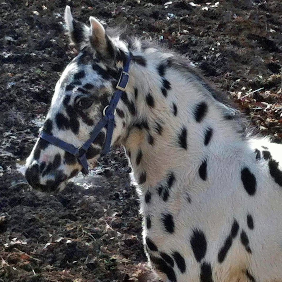 Appaloosa Horses Rockledge Winged Hawk